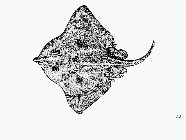 (Amblyraja Malm, 1877) Род Амблирайи, Амблираджи, Genus Amblyraja Malm